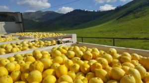 lemons in Tulare County