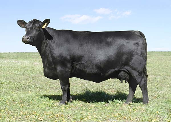Barretts-Miss-4004-2526-BAR