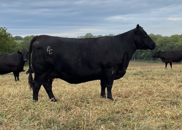 Barrett Miss 016 754 RF - resize